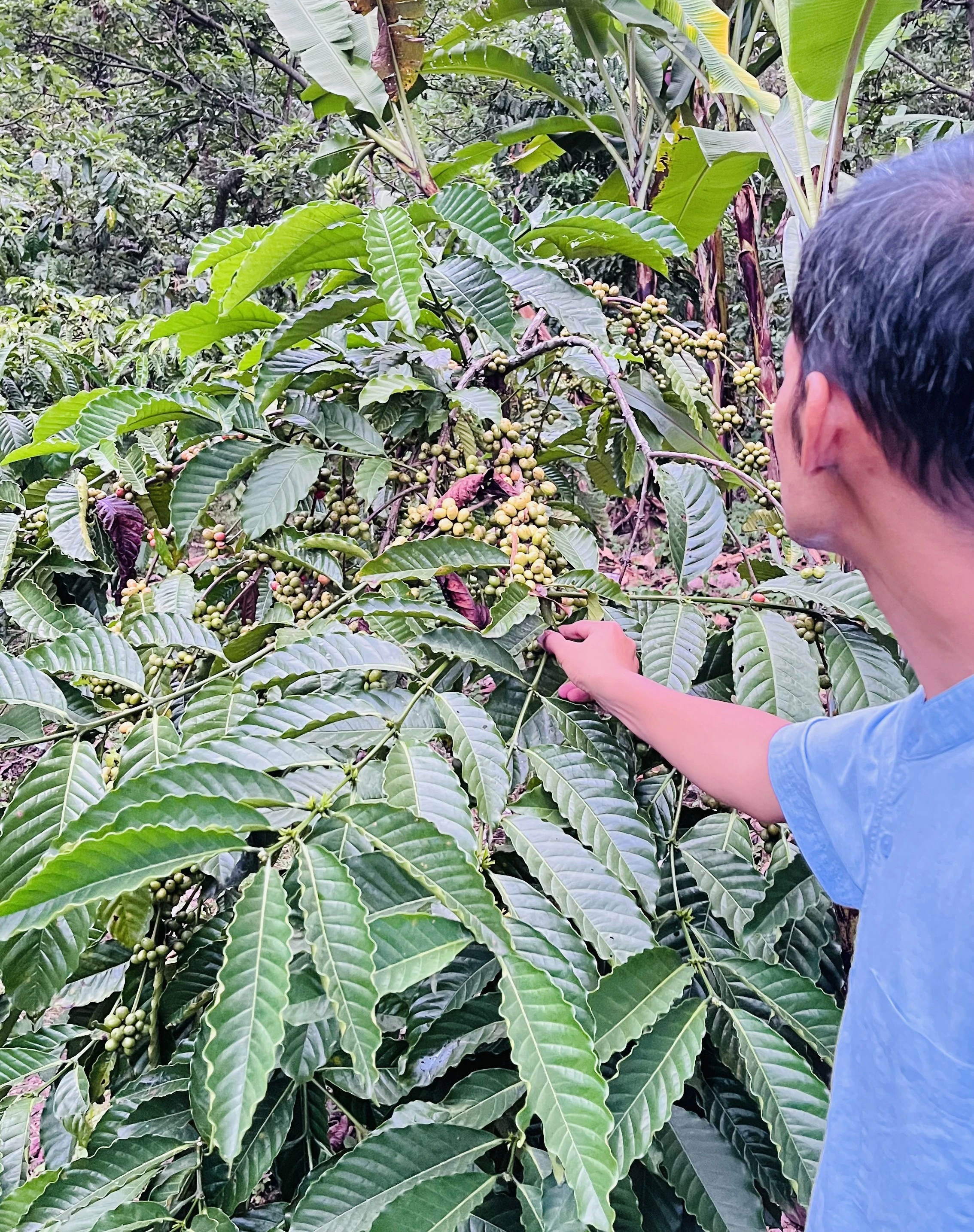 Klopi export team coordinating Indonesian commodity supply